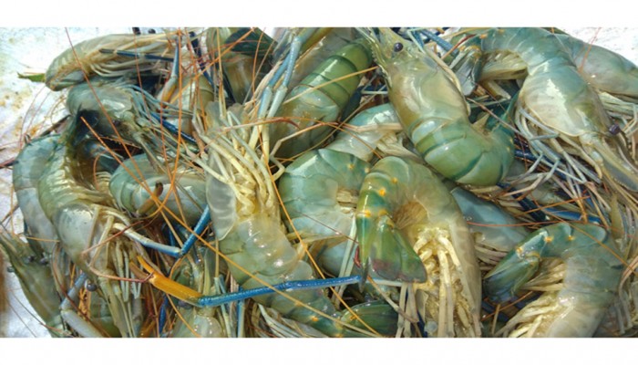 চাঁদপুরে ৭শ কেজি জেলিযুক্ত চিংড়ি জব্দ