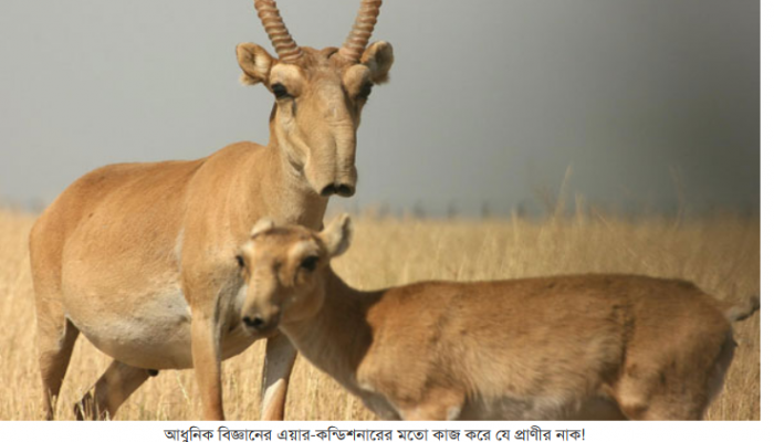 আধুনিক বিজ্ঞানের এয়ার-কন্ডিশনারের মতো কাজ করে যে প্রাণীর নাক!