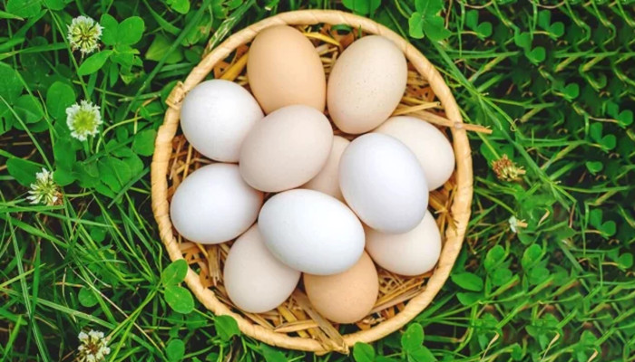 ডিমের দর নির্ধারণ করলো সরকার