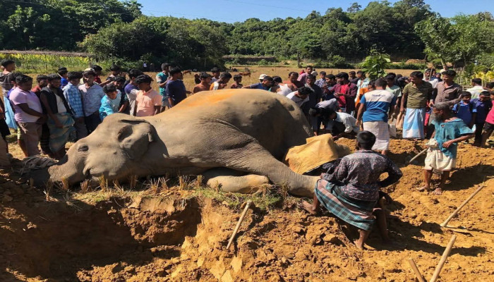 উখিয়ায় বৈদ্যুতিক ফাঁদে আটকা পড়ে বন্যহাতির মৃত্যু
