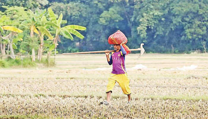 শরীয়তপুরে চাহিদার ৭৫ শতাংশের কম সার সরবরাহ, দুশ্চিন্তায় চাষিরা